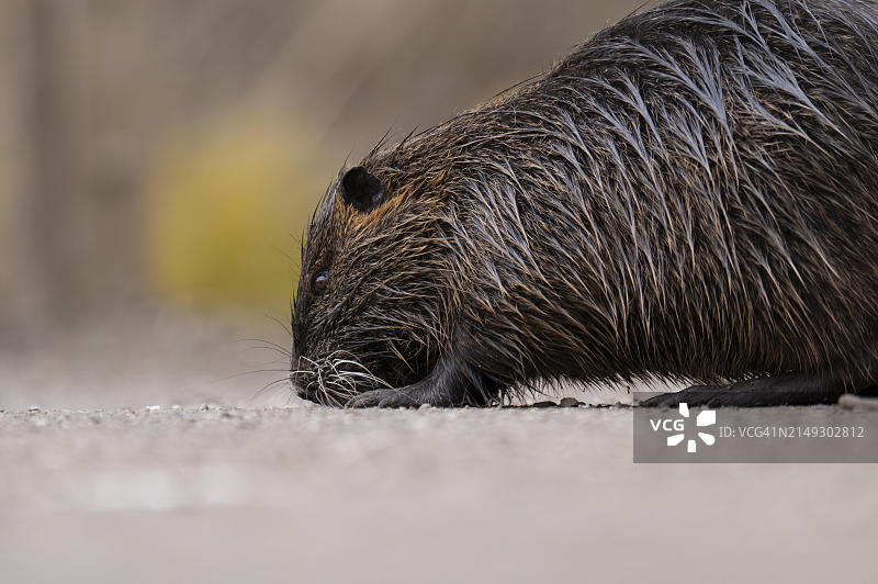 海狸鼠(Myocastor coypus)，湿漉漉的，走在碎石路上，鼻子贴着地面，特写，背景模糊的黄色水仙花，仅显示身体前部，春天，德国多特蒙德龙贝格公园图片素材