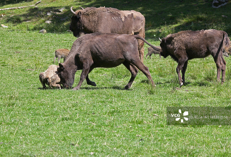 欧洲野牛攻击倒在地上的小牛（圈养，瑞典）图片素材