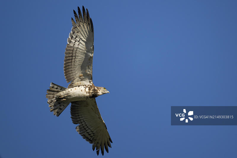 黑胸蛇雕，南非野生动物保护区图片素材
