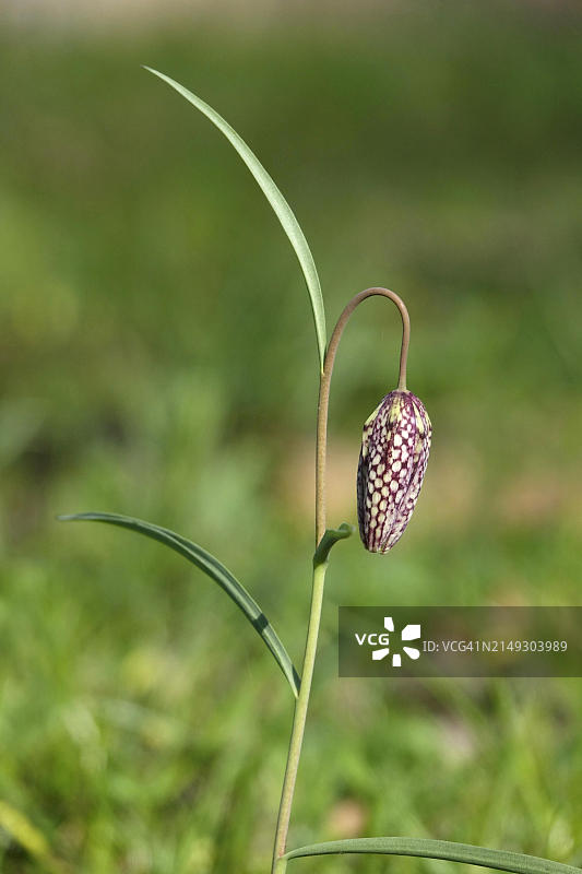 花格贝母，三月，德国，欧洲图片素材