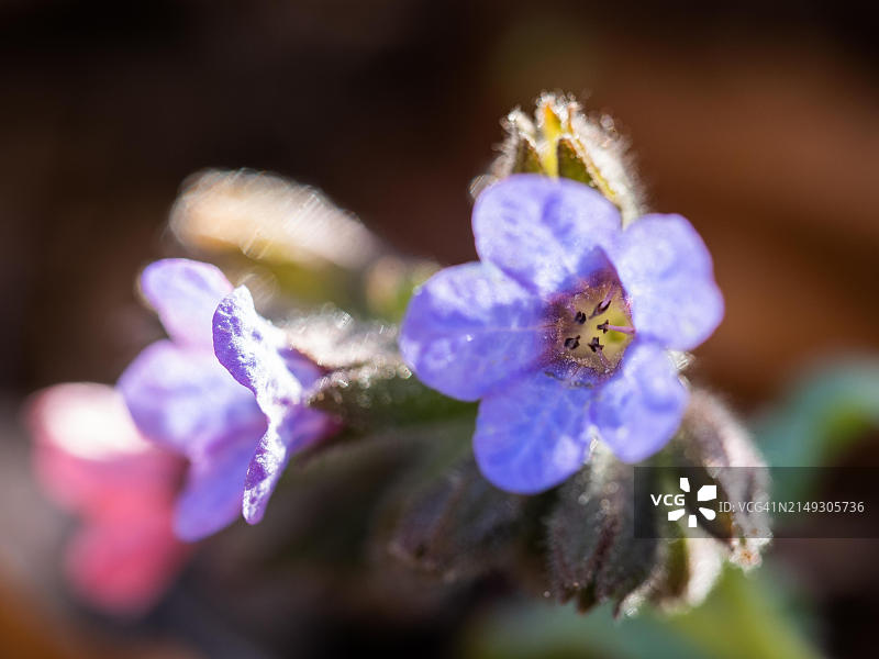 开花的肺草图片素材