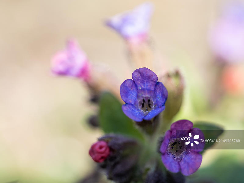 开花的肺草图片素材