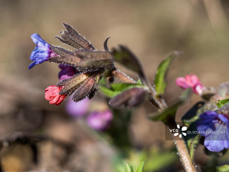 开花的肺草图片素材