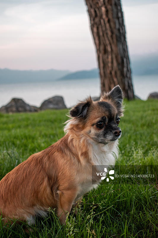 长毛棕色吉娃娃坐在意大利加尔达湖畔的草地上图片素材