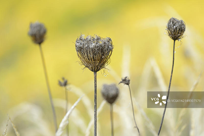 德国莱茵兰-普法尔茨的野生胡萝卜干果梗图片素材