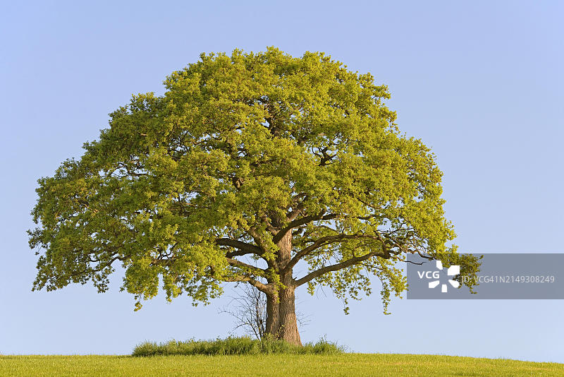 德国北莱茵-威斯特法伦春日崎岖橡树图片素材