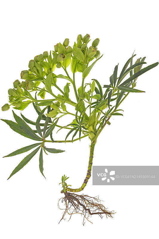 白色背景下的掌叶嚏根草，德国巴伐利亚，欧洲图片素材
