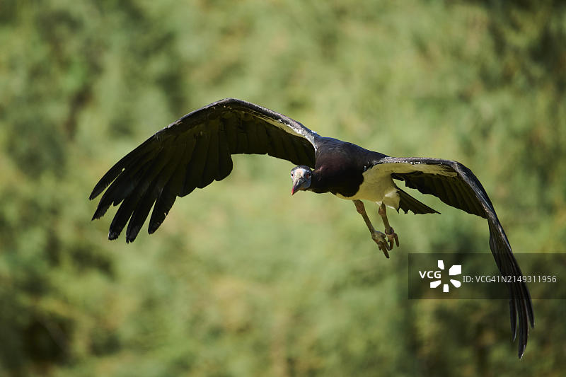 黑腹鹳，飞行，西班牙，欧洲图片素材