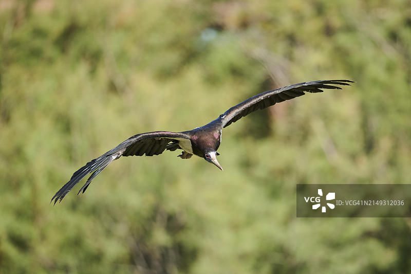 黑腹鹳，飞行，西班牙，欧洲图片素材