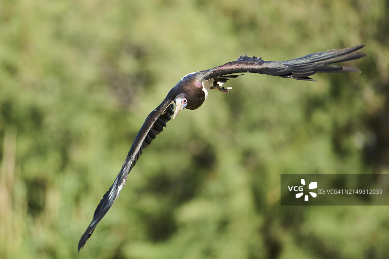 黑腹鹳，飞行，西班牙，欧洲图片素材