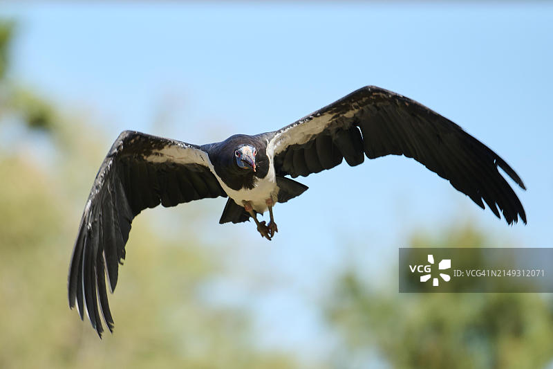 黑腹鹳，飞行，西班牙，欧洲图片素材
