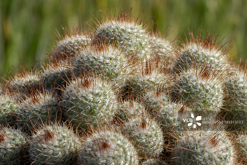 德国莱茵兰-普法尔茨州的仙人掌图片素材