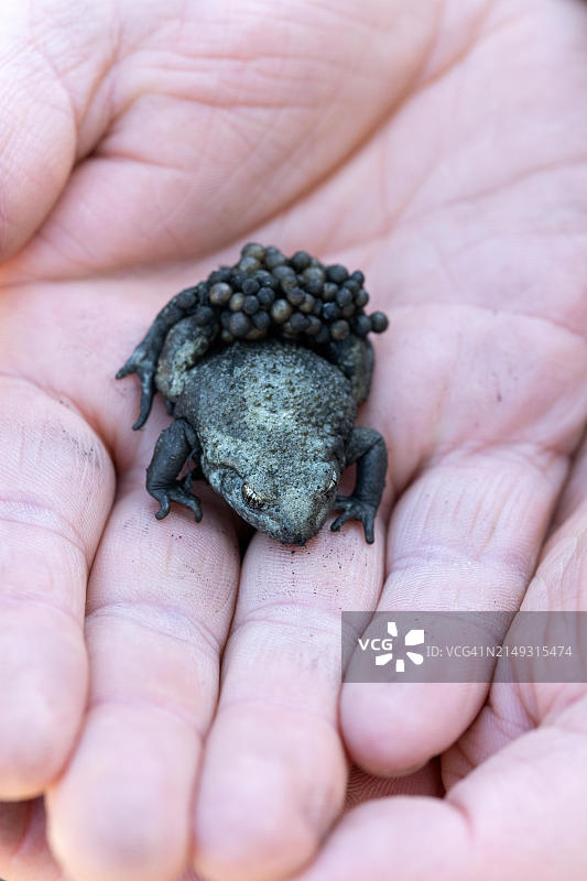 携带卵的雄性产婆蟾图片素材