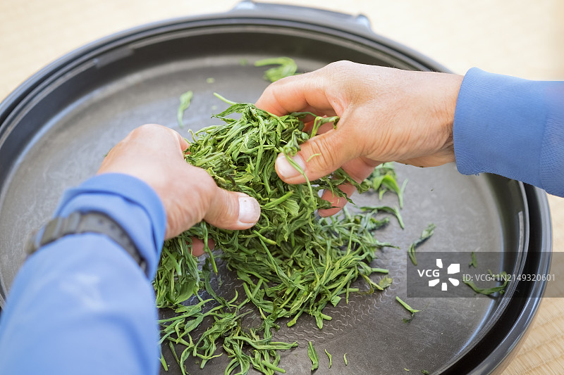 日本有机茶叶农干燥新鲜采摘的绿茶叶图片素材