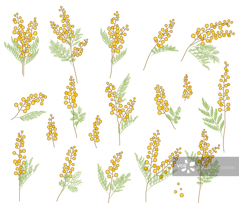 含羞草花插画集图片素材