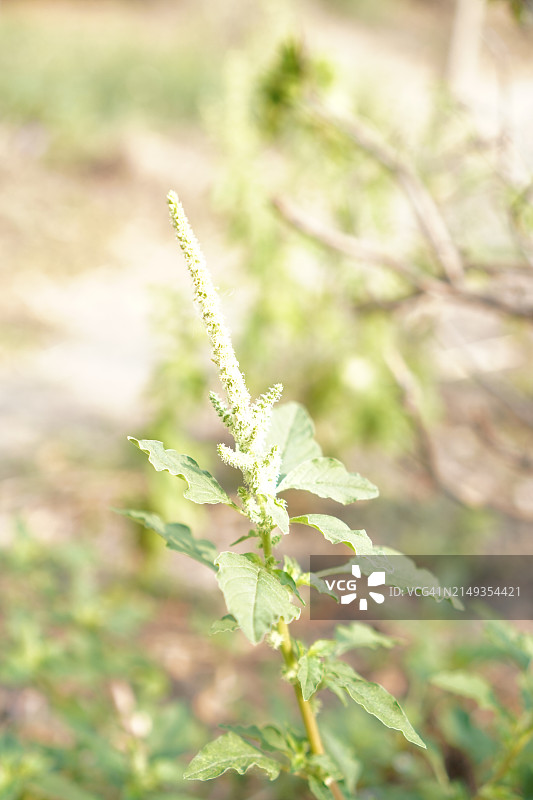 泰国圣罗勒(Ocimum tenuflorum sanctum)或Tulsi kaphrao圣罗勒是一种直立，叶子绿色的蔬菜，在自然背景下盛开在花园中图片素材