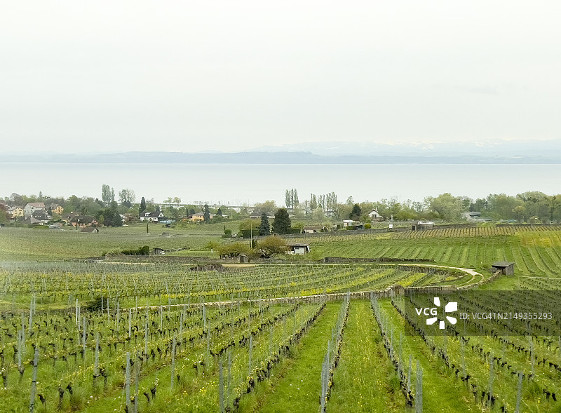 奥弗涅春季葡萄园图片素材