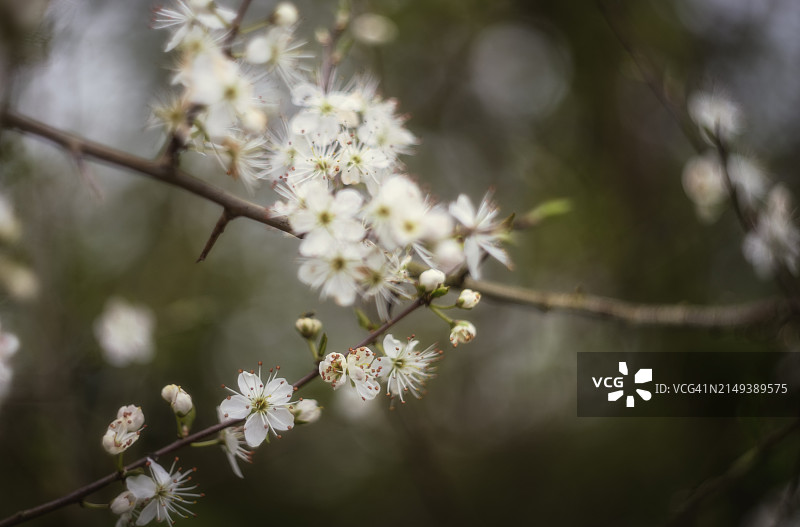 春日里的自然风光图片素材