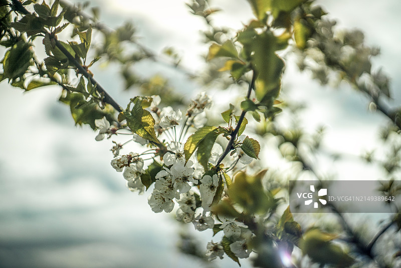 春日里的自然风光图片素材