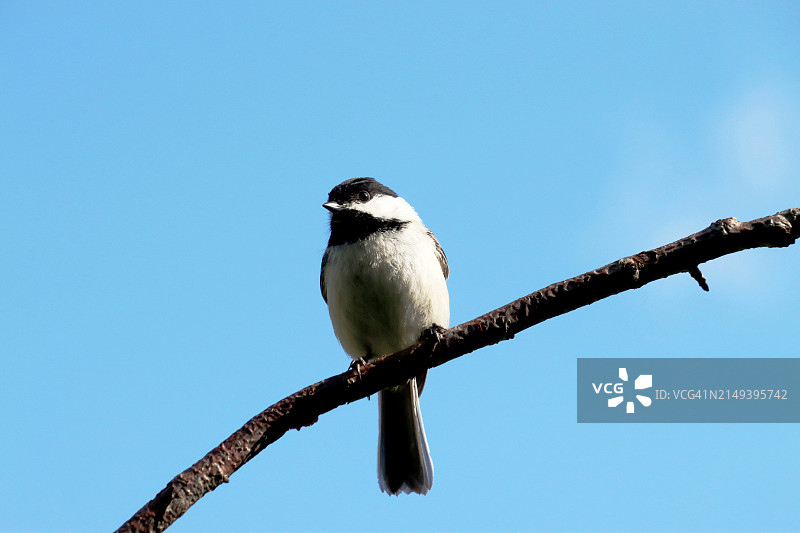黑顶山雀图片素材