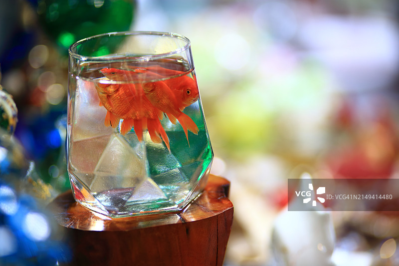 红色鱼类图片素材