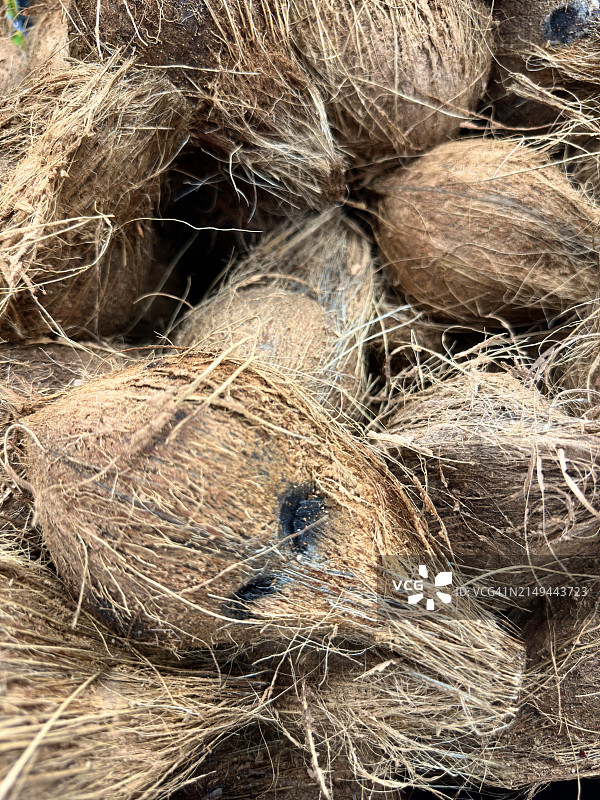 新鲜的干椰子图片素材