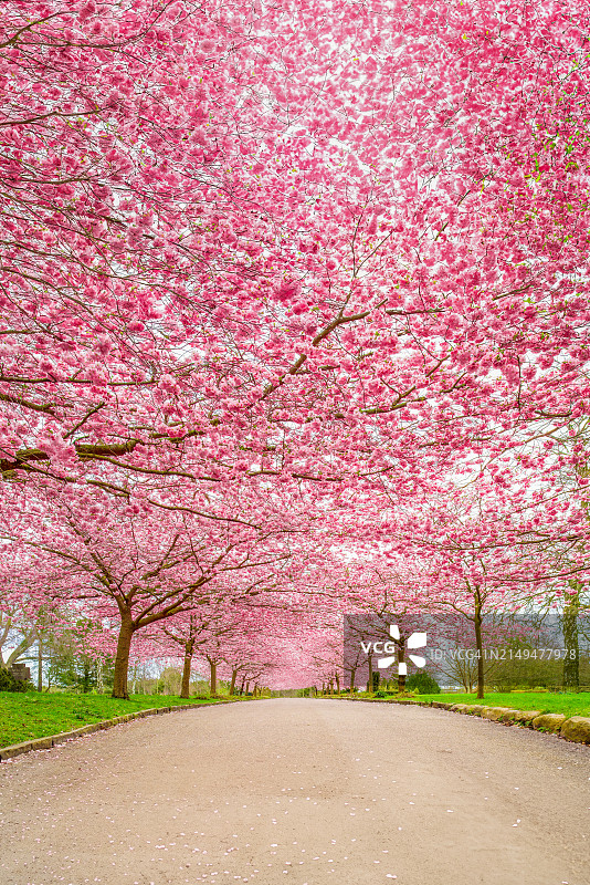 樱花树，比斯佩比约公墓，哥本哈根，丹麦图片素材