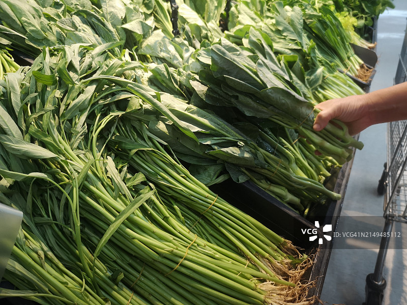 手持羽衣甘蓝绿色蔬菜图片素材