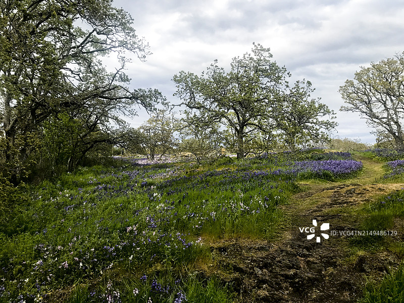 公园里的美人图片素材