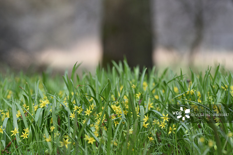 Gagea lutea图片素材