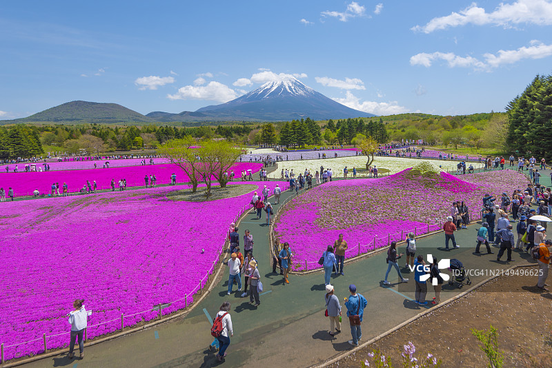 富士宫本栖湖附近的芝樱粉红苔藓花园与富士山背景图片素材