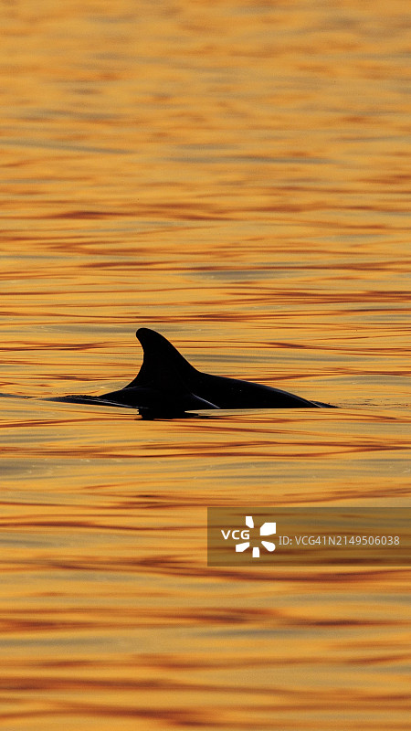 瓶鼻海豚图片素材