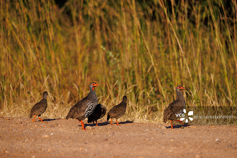 红颈距翅鹑图片素材
