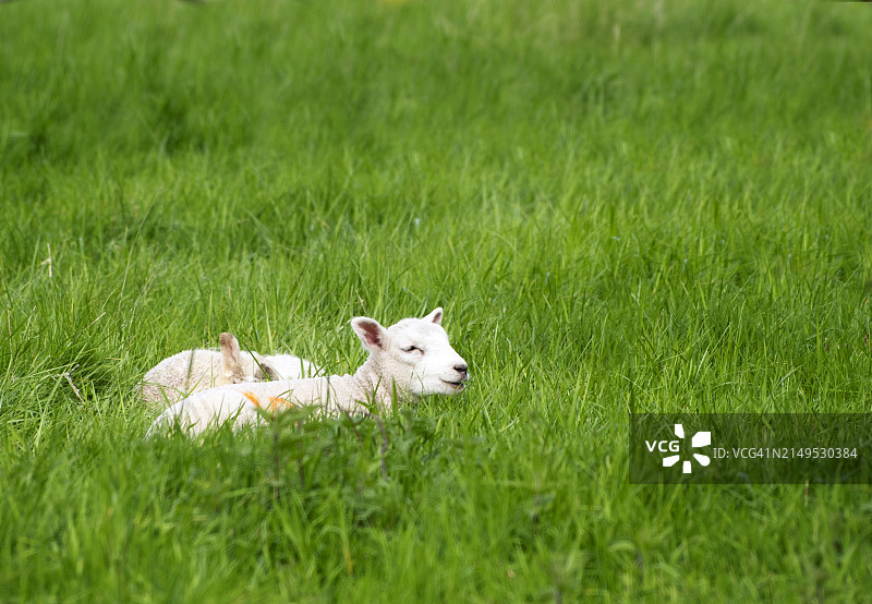 休息中的羔羊图片素材