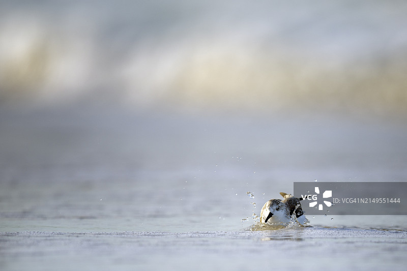 萨尼贝尔岛柔和光线下嬉戏沐浴的可爱矶鹬图片素材