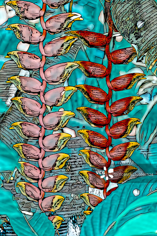 海里康属植物图片素材