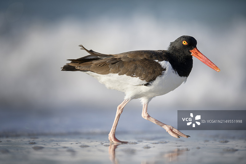 可爱的蛎鹬在安娜玛丽亚岛上奔跑时看着镜头图片素材