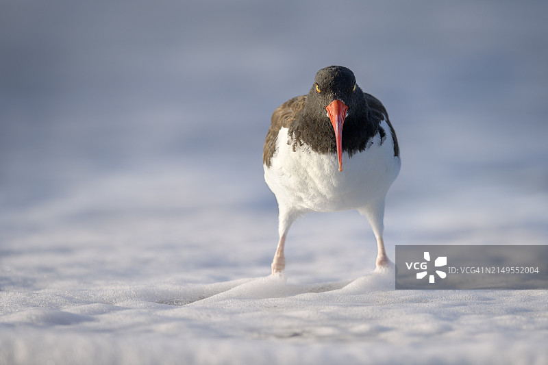 在佛罗里达州安娜玛丽亚岛海浪泡沫中看向镜头的可爱蛎鹬图片素材