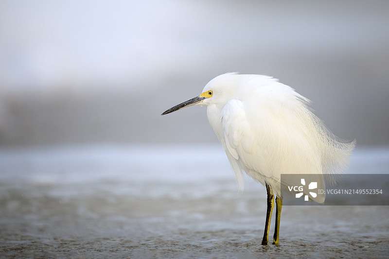 在安娜玛丽亚岛岸边摆姿的可爱雪鹭肖像图片素材