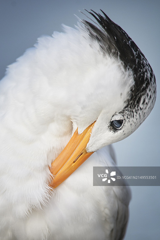 安娜·玛丽亚岛皇家燕鸥的羽毛特写图片素材