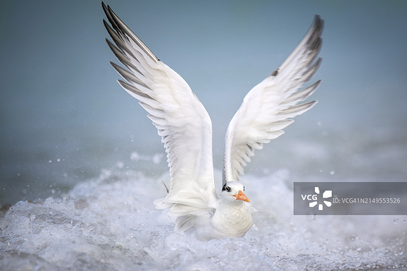 佛罗里达州安娜玛丽亚岛上的大凤头燕鸥图片素材