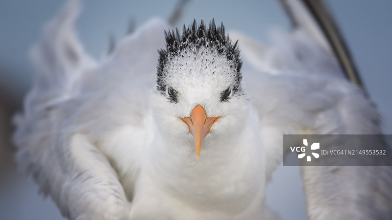 佛罗里达州安娜玛丽亚岛上的皇家燕鸥图片素材