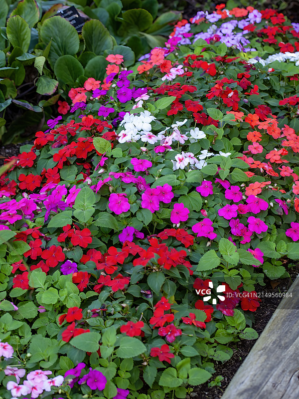 混合凤仙花设计图片素材