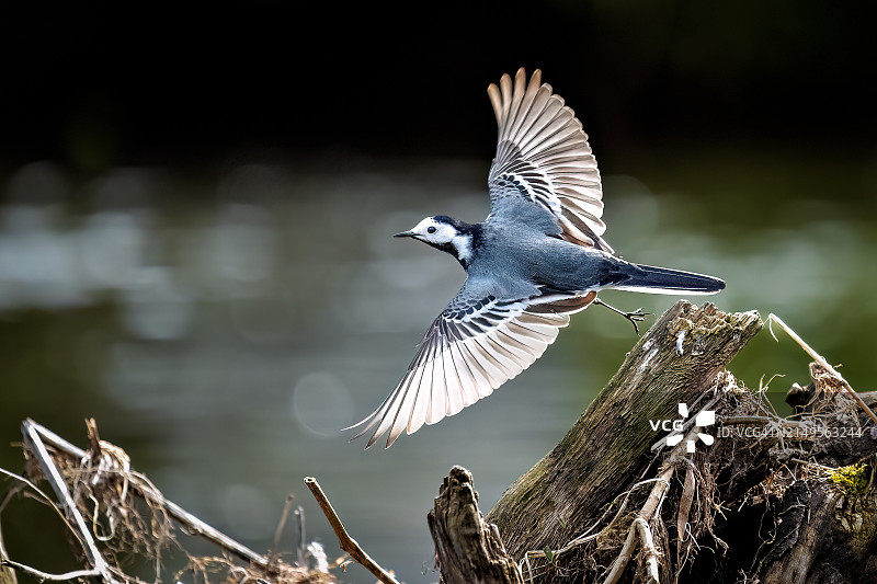 飞行中的鹡鸰图片素材