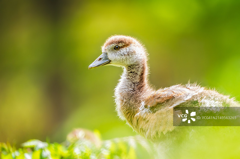 埃及雁幼崽图片素材