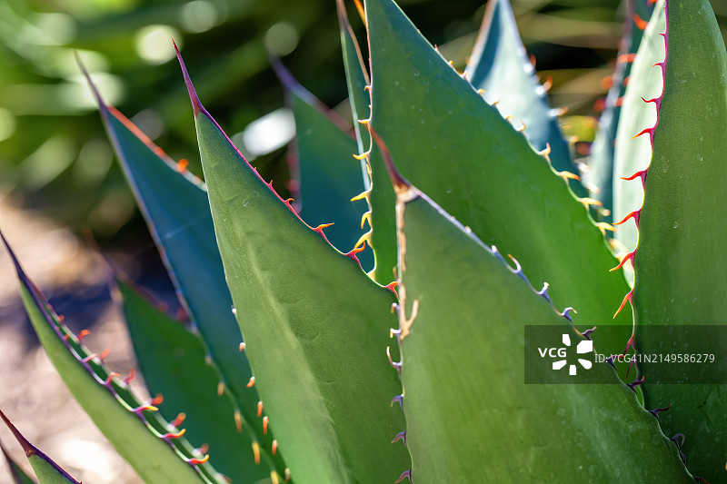 龙舌兰植物图片素材