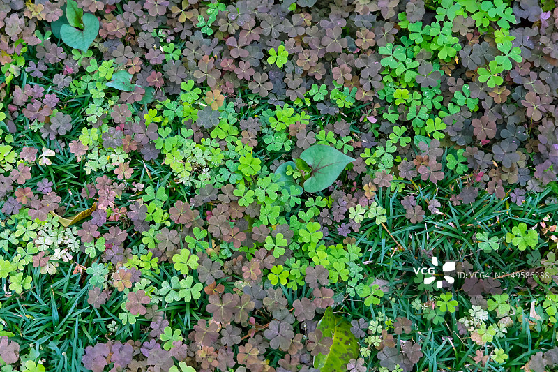 春季生长的翠绿景象图片素材