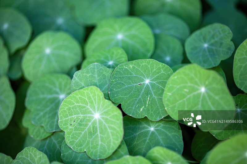 花园旱金莲图片素材