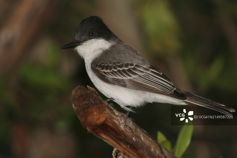 棕头王霸鹟图片素材