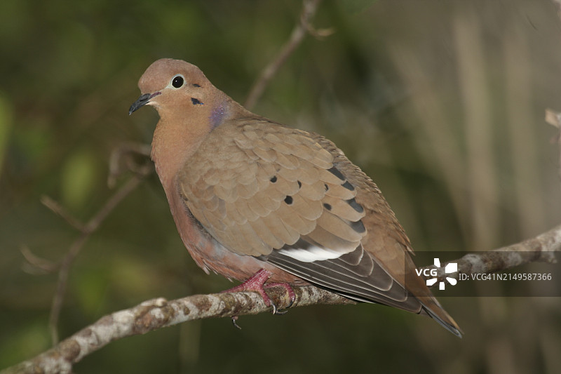 丽色鸠图片素材